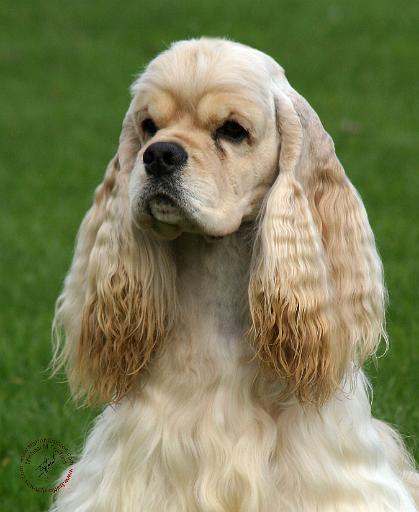 American Cocker Spaniel 9Y244D-035.JPG